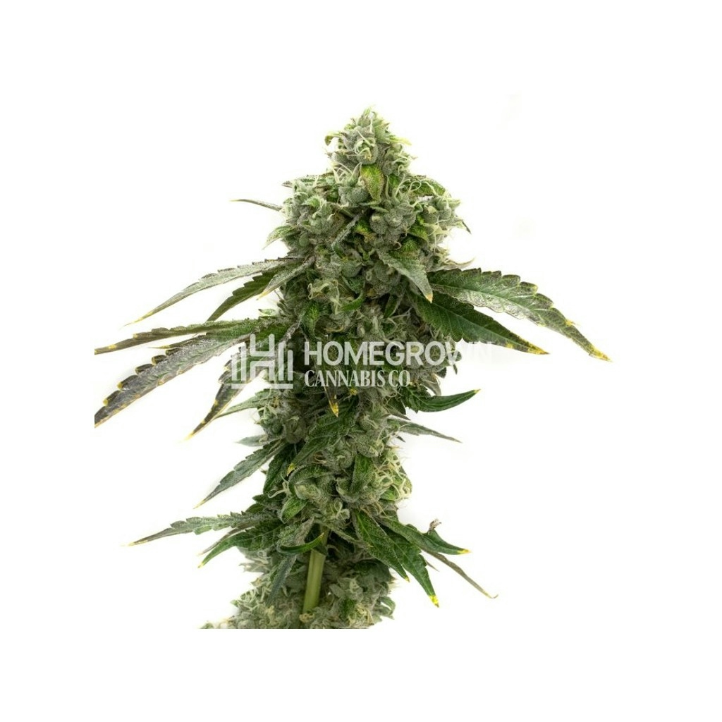 Blue Dream Feminized