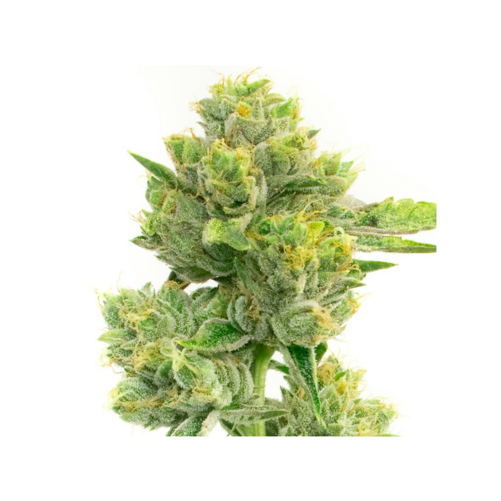 Melting Pot Feminized