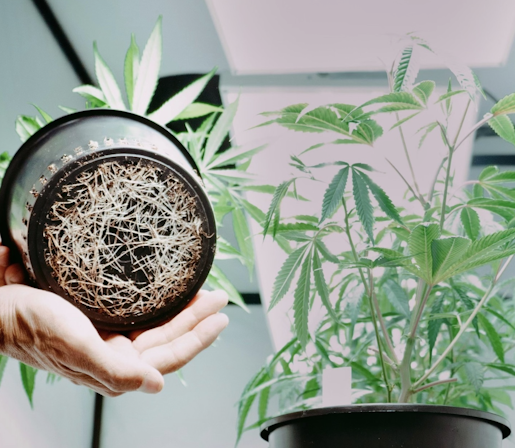 Top 10 Sativa Seeds To Grow Indoors For 2025