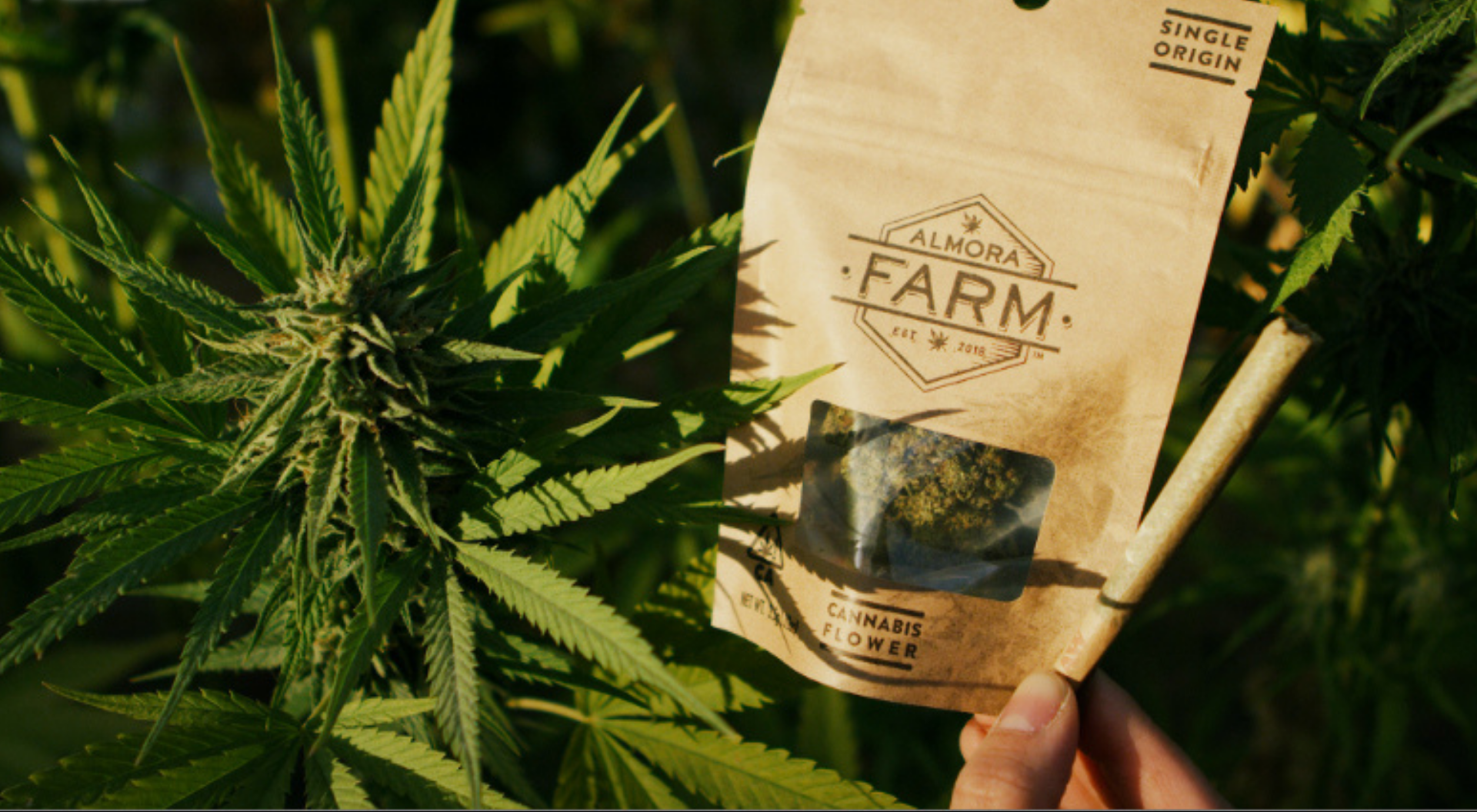 See How Almora Mastered Cannabis Cultivation