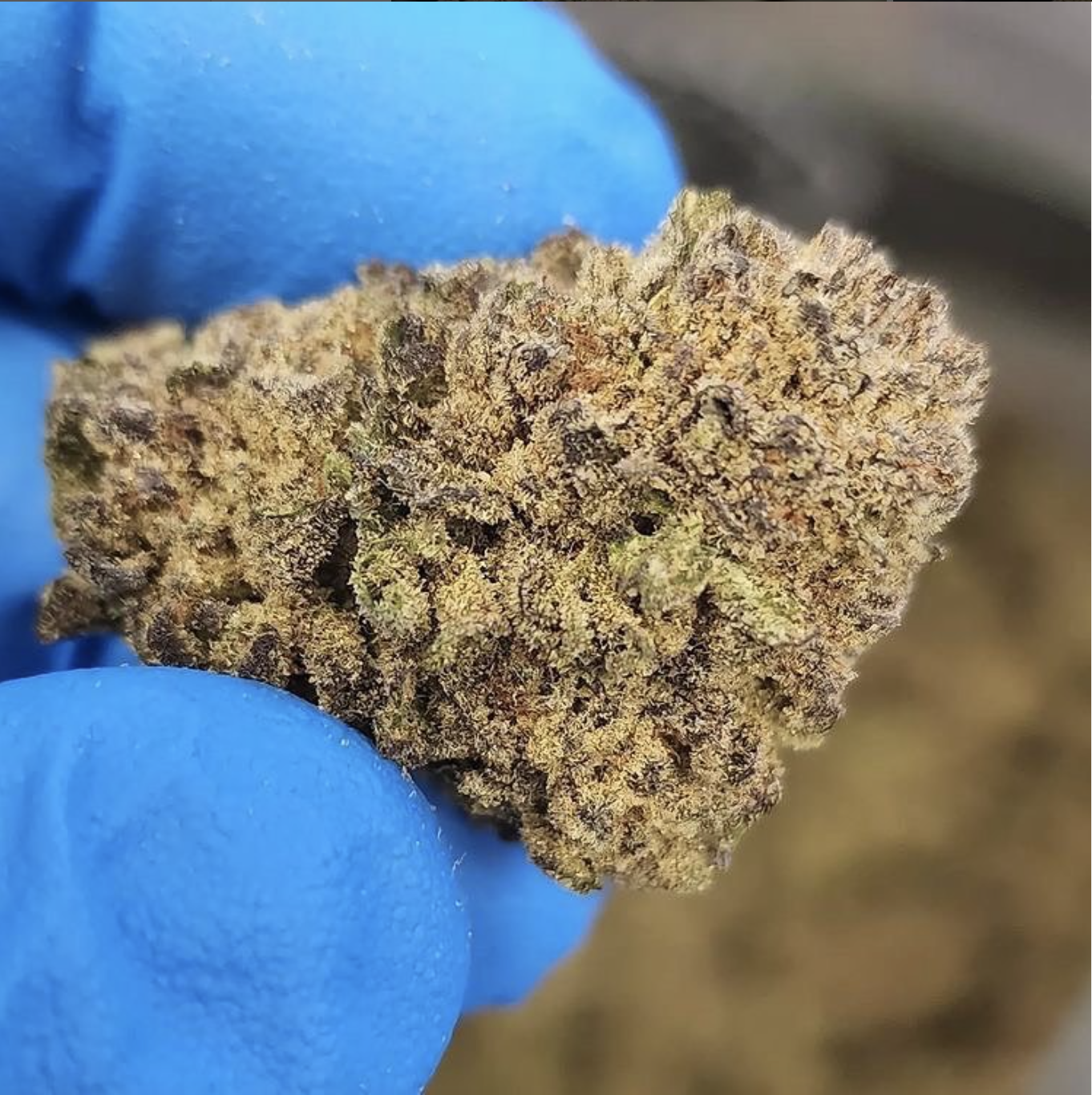 Growing Weed Indoors: Easy Guide