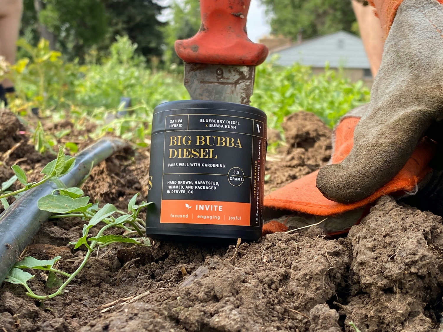 The Herbalist: Veritas Fine Cannabis