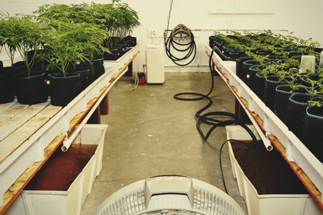 Hydro Weed Vs. Soil: Pros And Cons