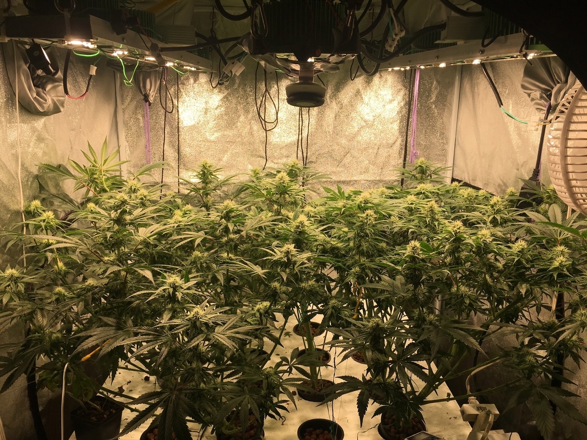 Hydro Weed Vs. Soil: Pros And Cons