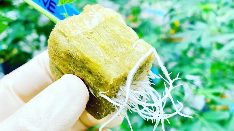 Hydro Weed Vs. Soil: Pros And Cons