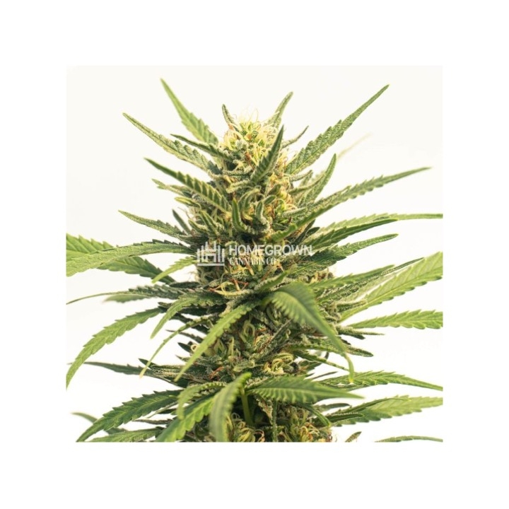 Durban Poison Autoflower Cannabis Seeds