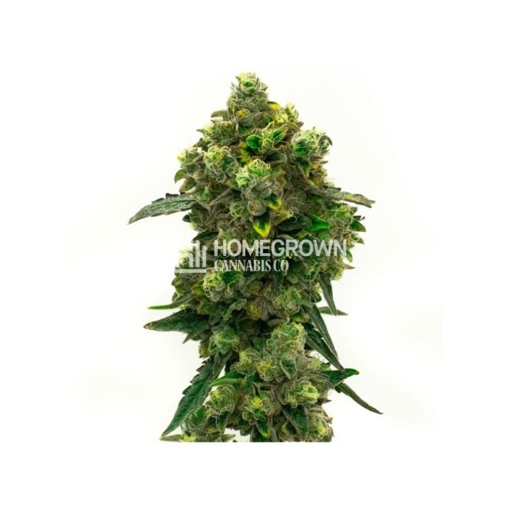 Green Crack Autoflower Cannabis Seeds