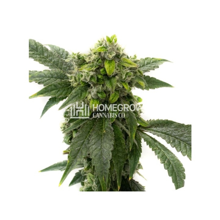 Amnesia Haze Feminized Cannabis Seeds