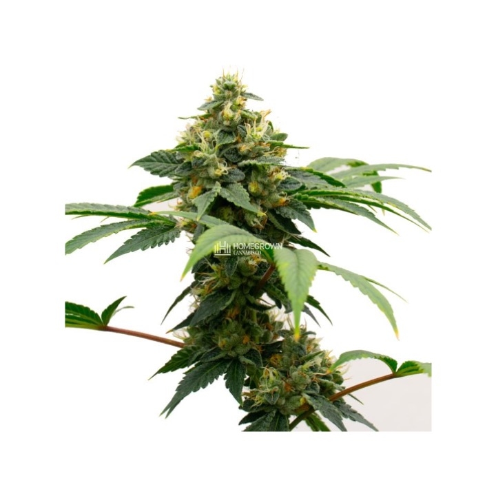 Gary Payton Feminized Cannabis Seeds