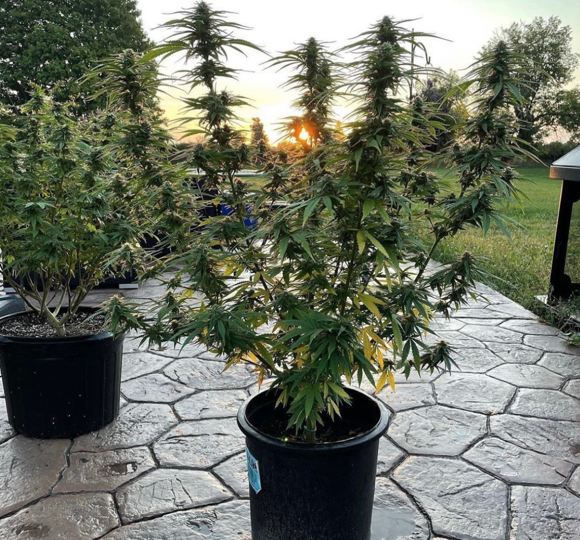 The Best Outdoor Cannabis Strains For Successful Growth