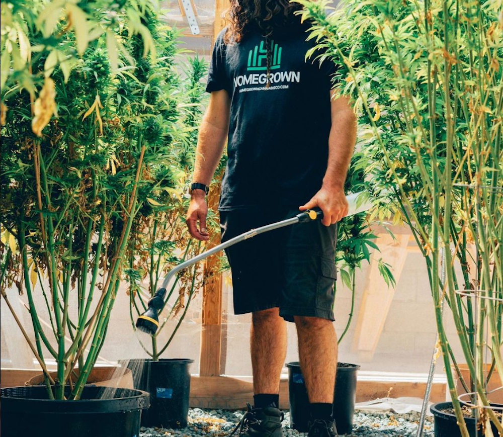 Growing Cannabis: The Basics - Farmer Jane Cannabis Co.