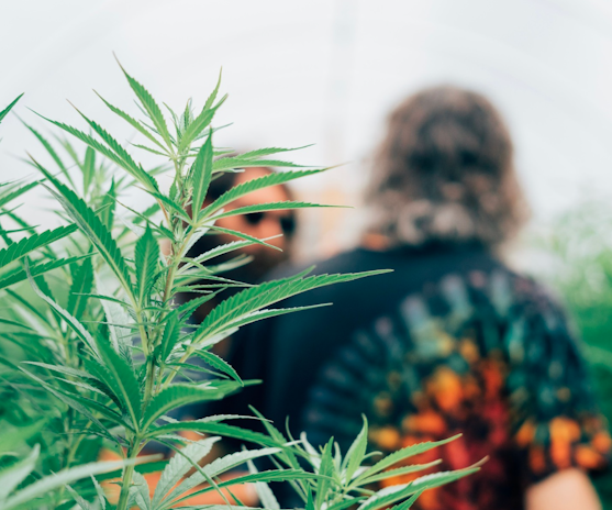 Top 10 Sativa Seeds To Grow Indoors For 2025