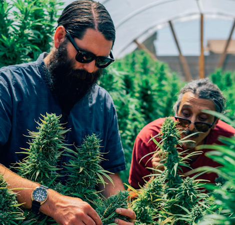 10 Best Indica Weed Strains To Grow At Home In 2025