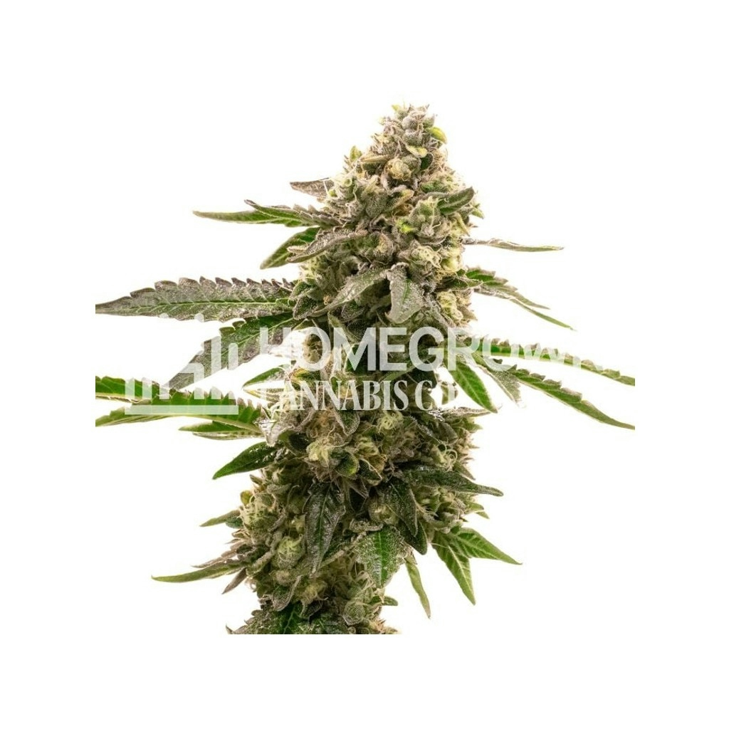 Lavender Feminized Cannabis Seeds
