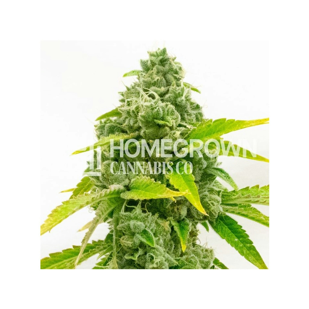 Zkittlez Autoflower Seeds