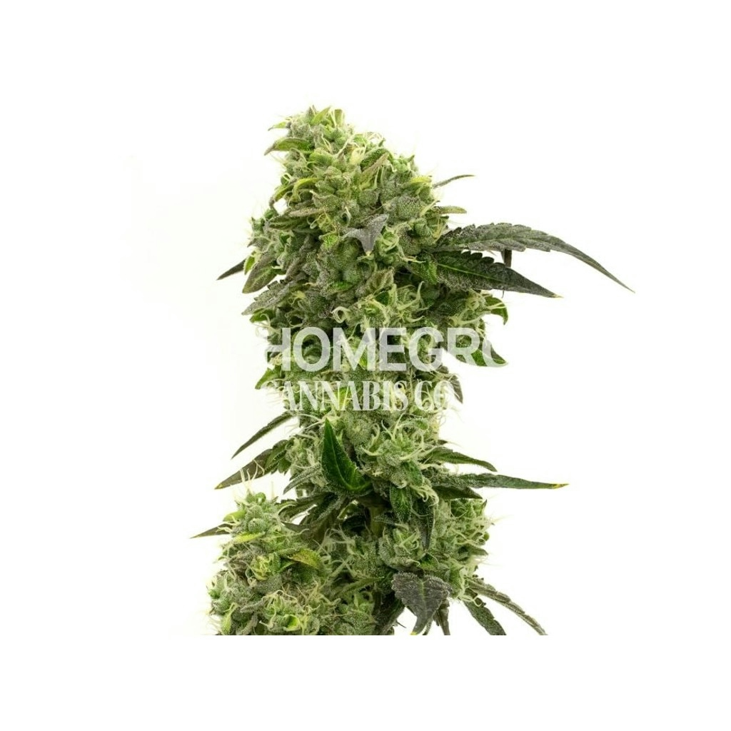 Hindu Kush Feminized Seeds