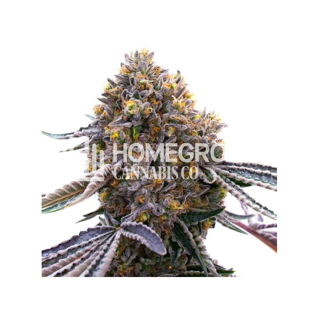 UltraViolet OG Feminized Cannabis Seeds