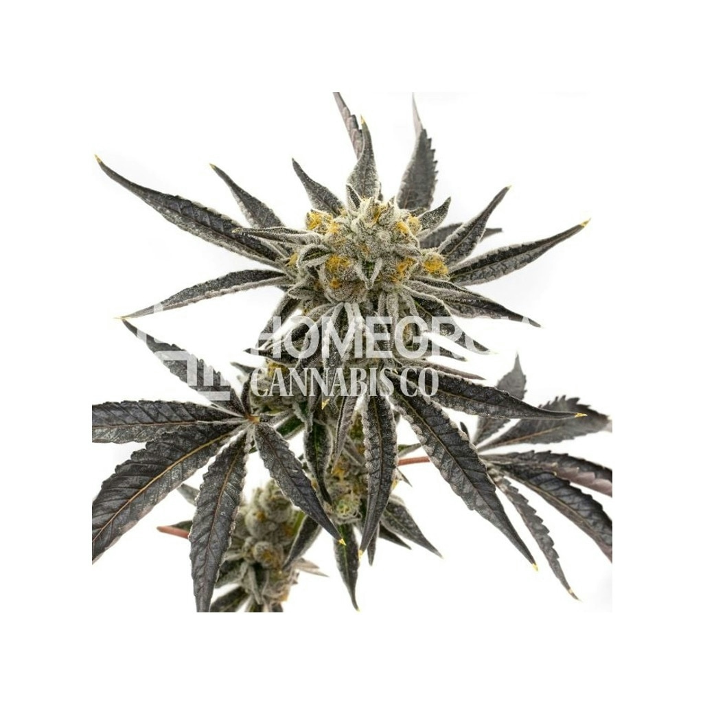 Granddaddy Purple Feminized Seeds
