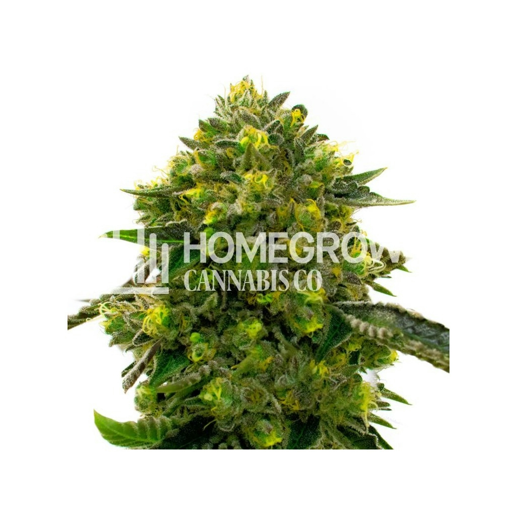 The Big Stink Autoflower Seeds