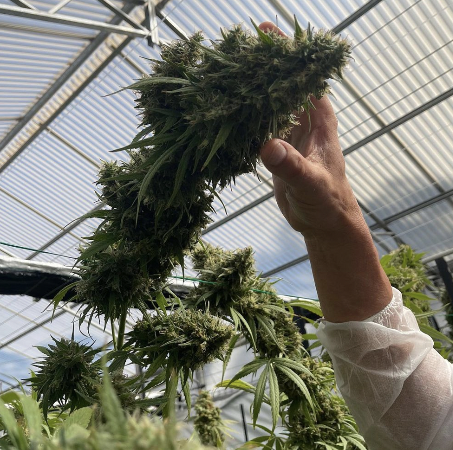 The World’s Most Dedicated Cannabis Grower And Entrepreneur, BigMike