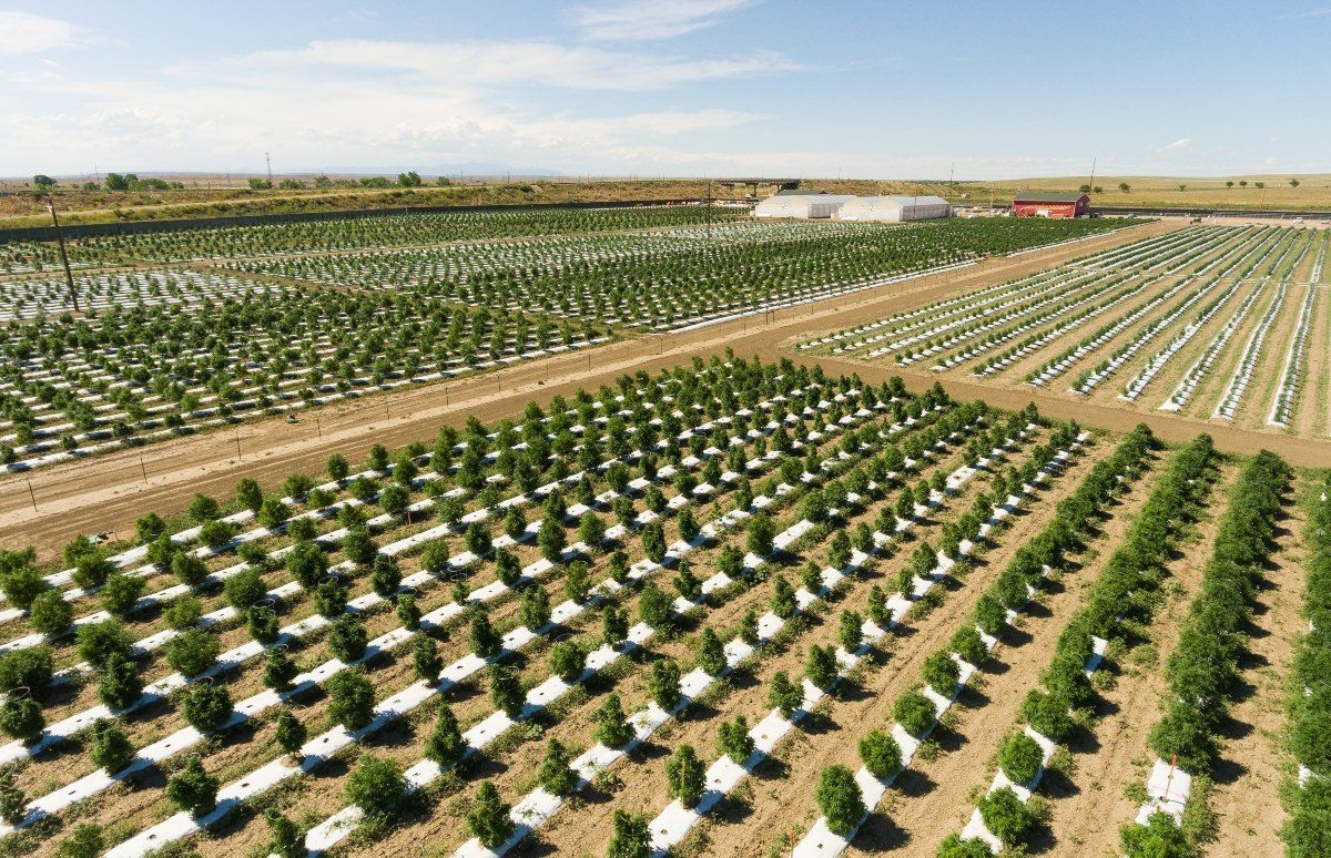 The Top 10 Cannabis Farms In The World 2024