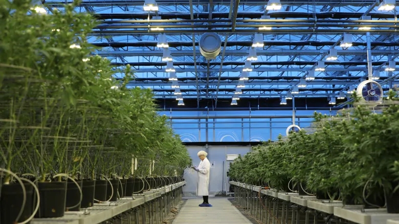 The Top 10 Cannabis Farms In The World 2024