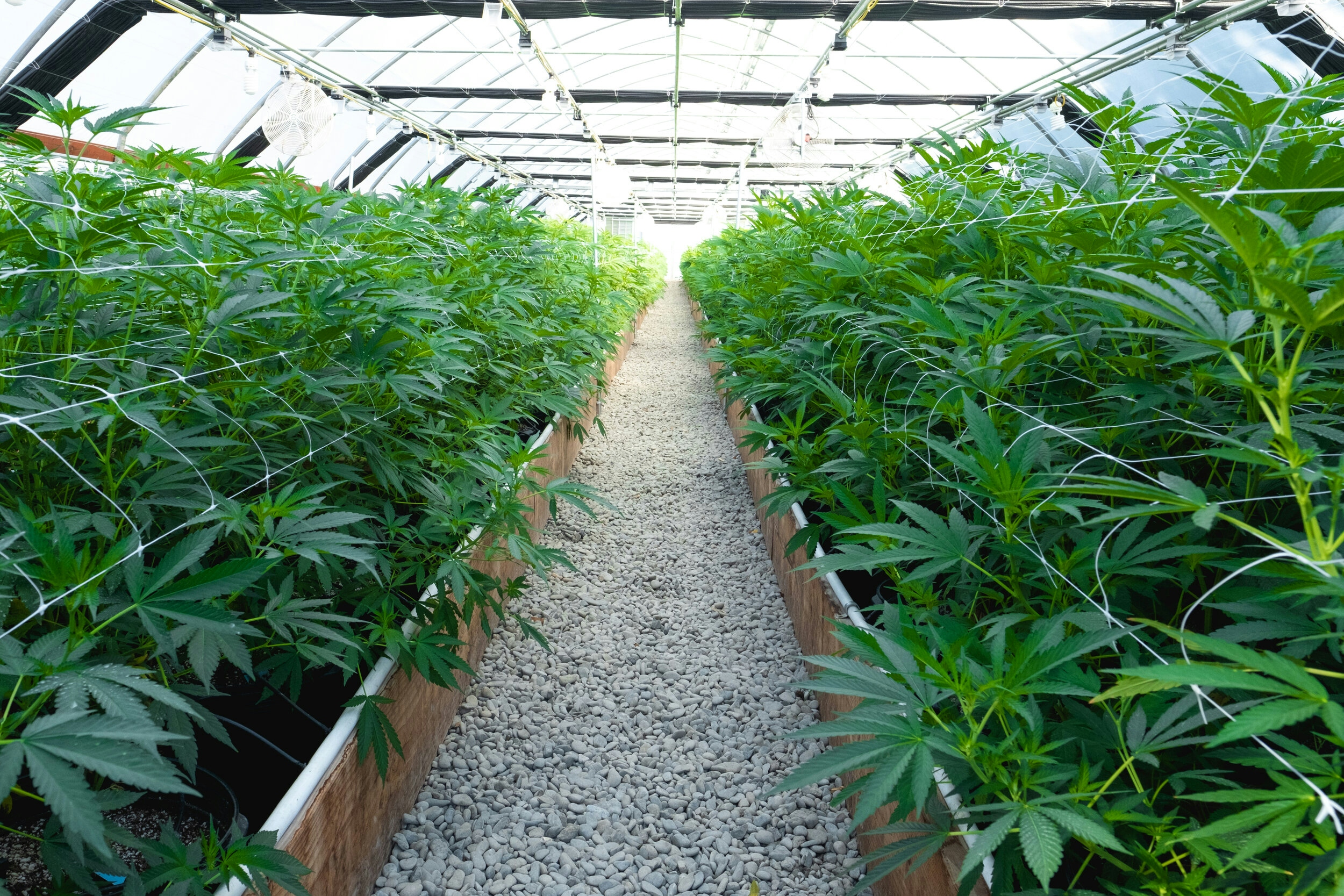 The Top 10 Cannabis Farms In The World 2024