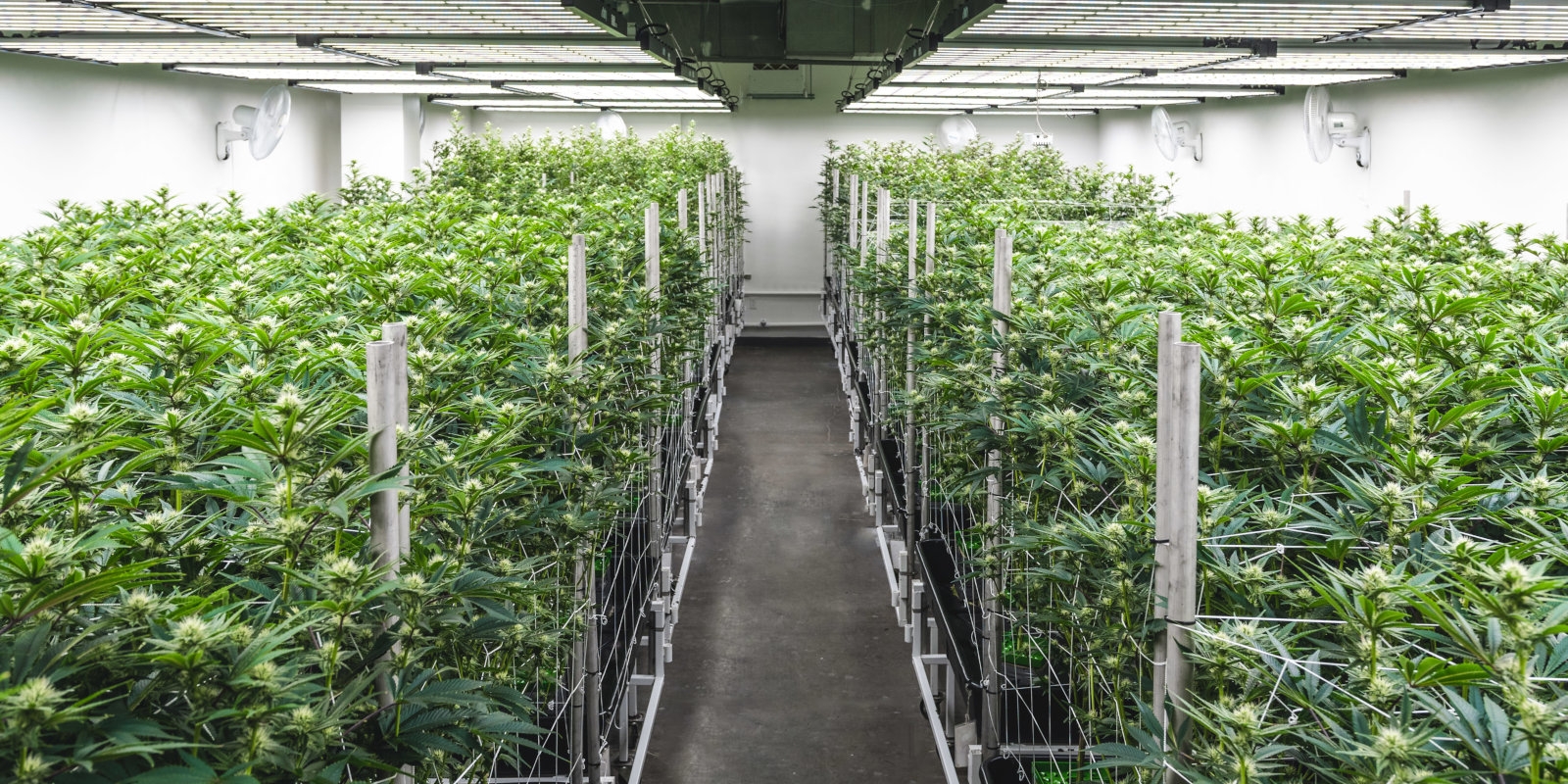 The Top 10 Cannabis Farms In The World 2024