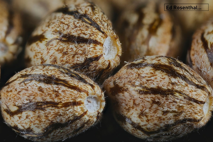 Growing Guide: Autoflower Vs. Feminized