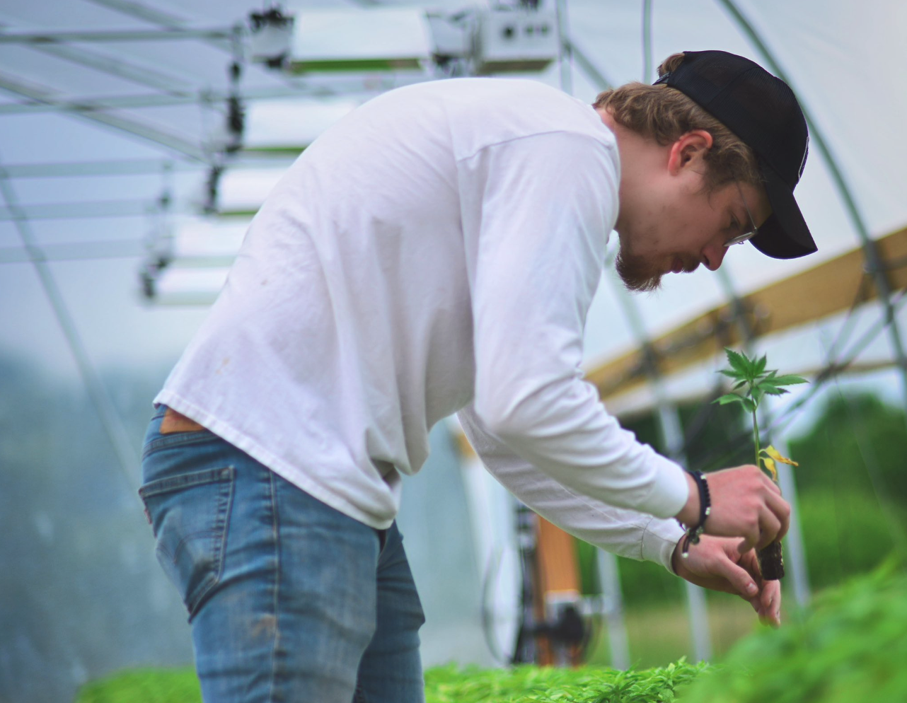 Organic And Hand-Picked Products: True Quality With Top Shelf