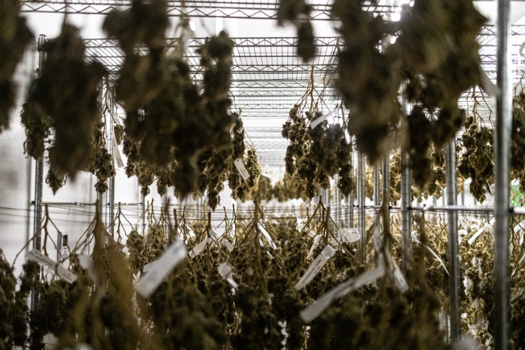 OGEN Cannabis Is A Small-Batch Craft Cannabis Brand Hunting The Finest Buds