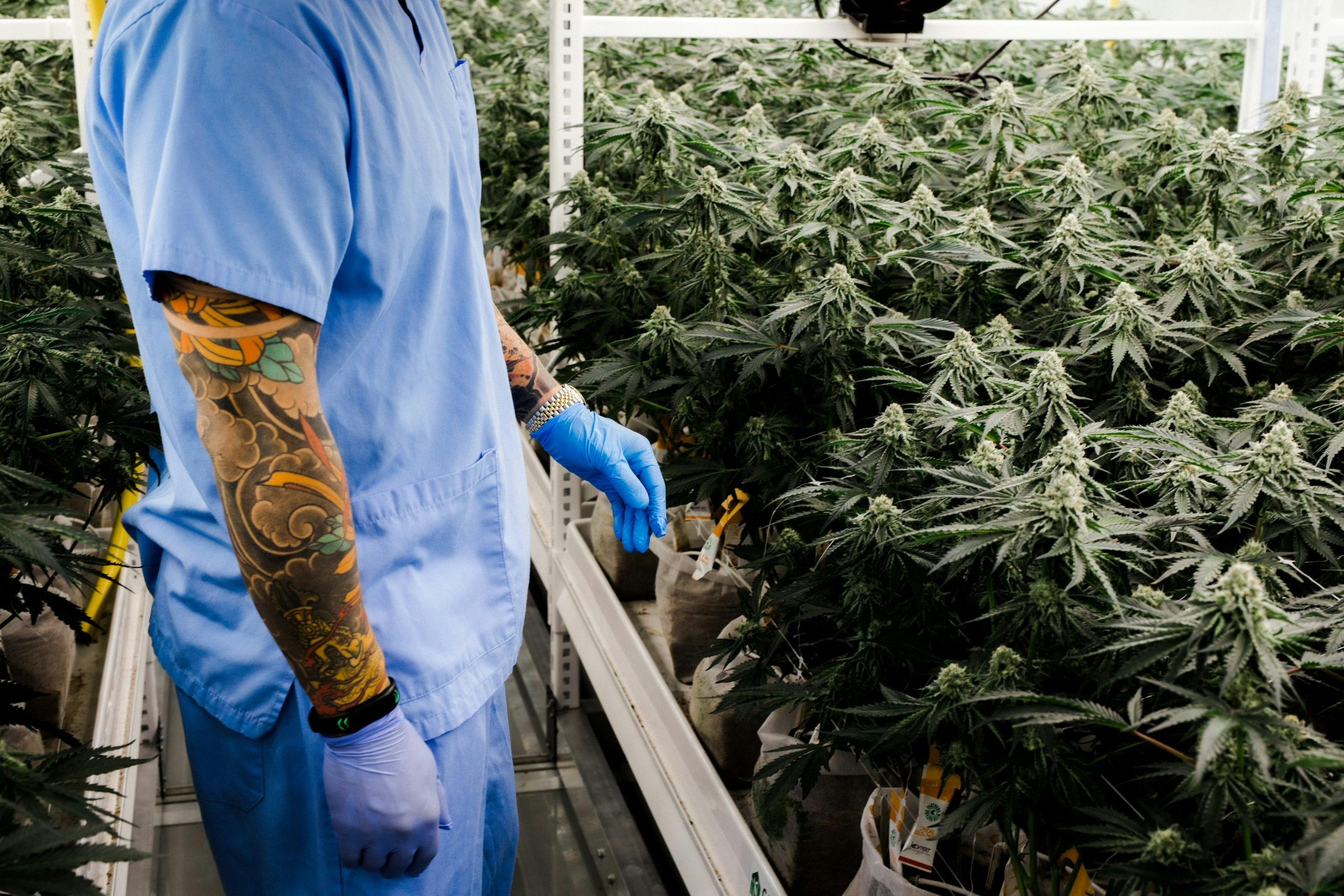 Behind The Brand: Next Friday Has Been In The Game Long Before Legalization