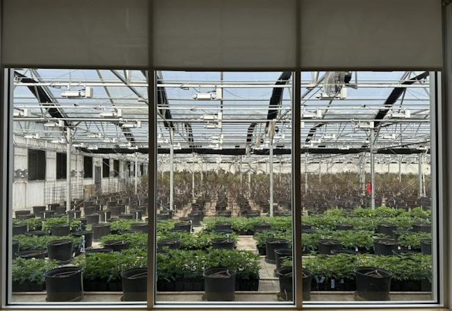 The Best Dispensaries In Reno, NV