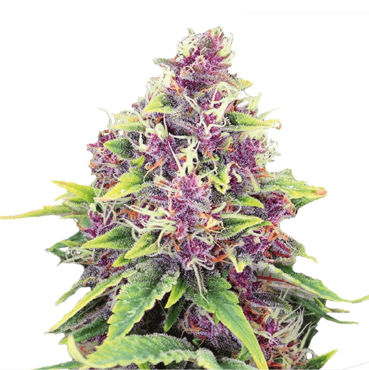 Best Cannabis Strains That Help With Arthritis Pain