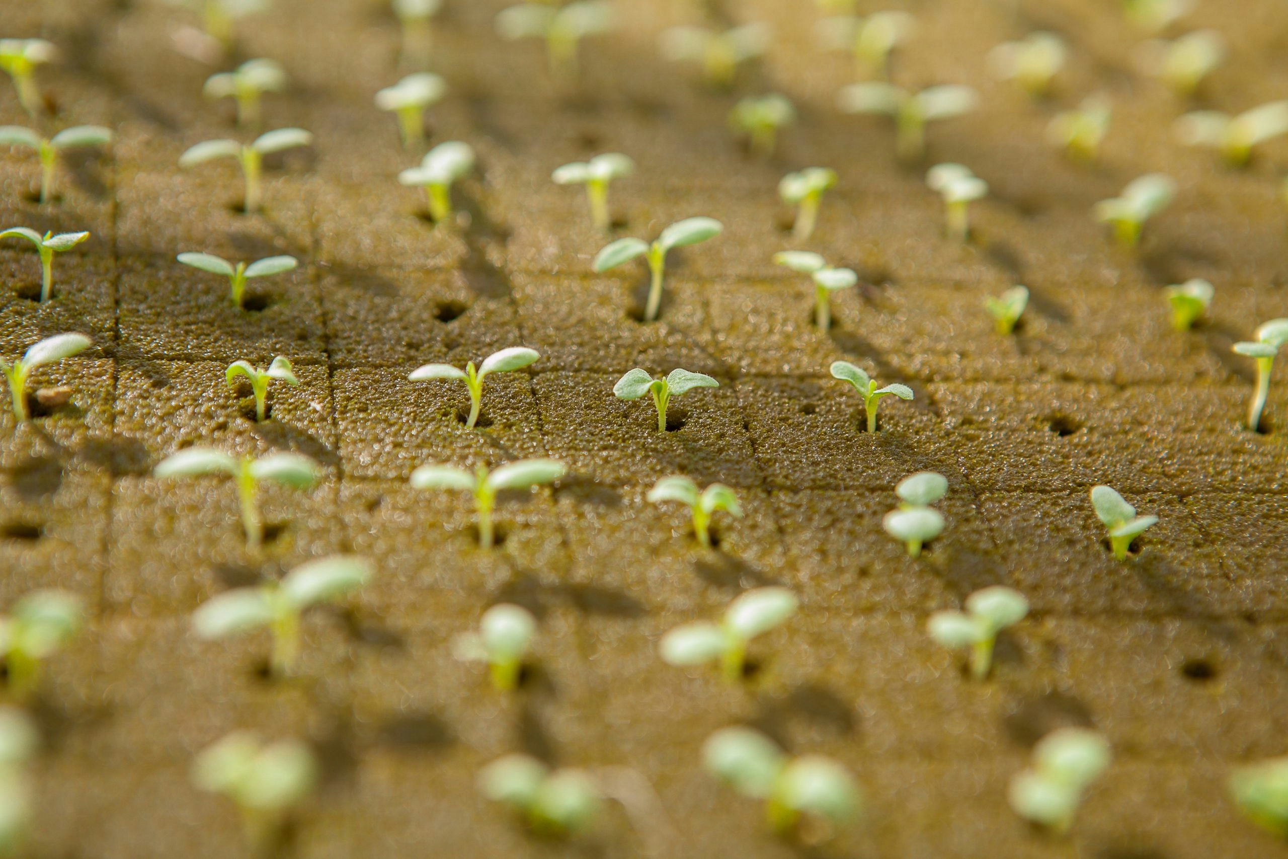 Best Cannabis Seed Banks In The USA