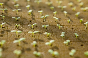 Best Cannabis Seed Banks In The USA