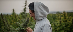 Rogue Origin Provides Natural Wellness Through Premium Quality Hemp