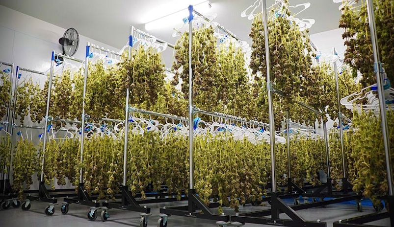 Seed-To-Sale: C3 Industries Is Raising The Bar For Multi-State Operators