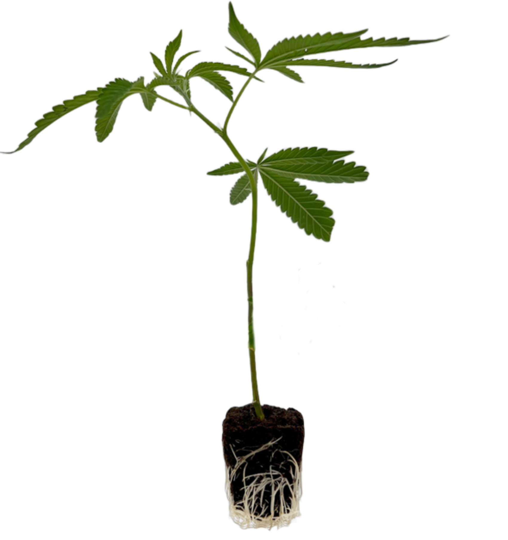 Peanut Butter Breath 8" Clone