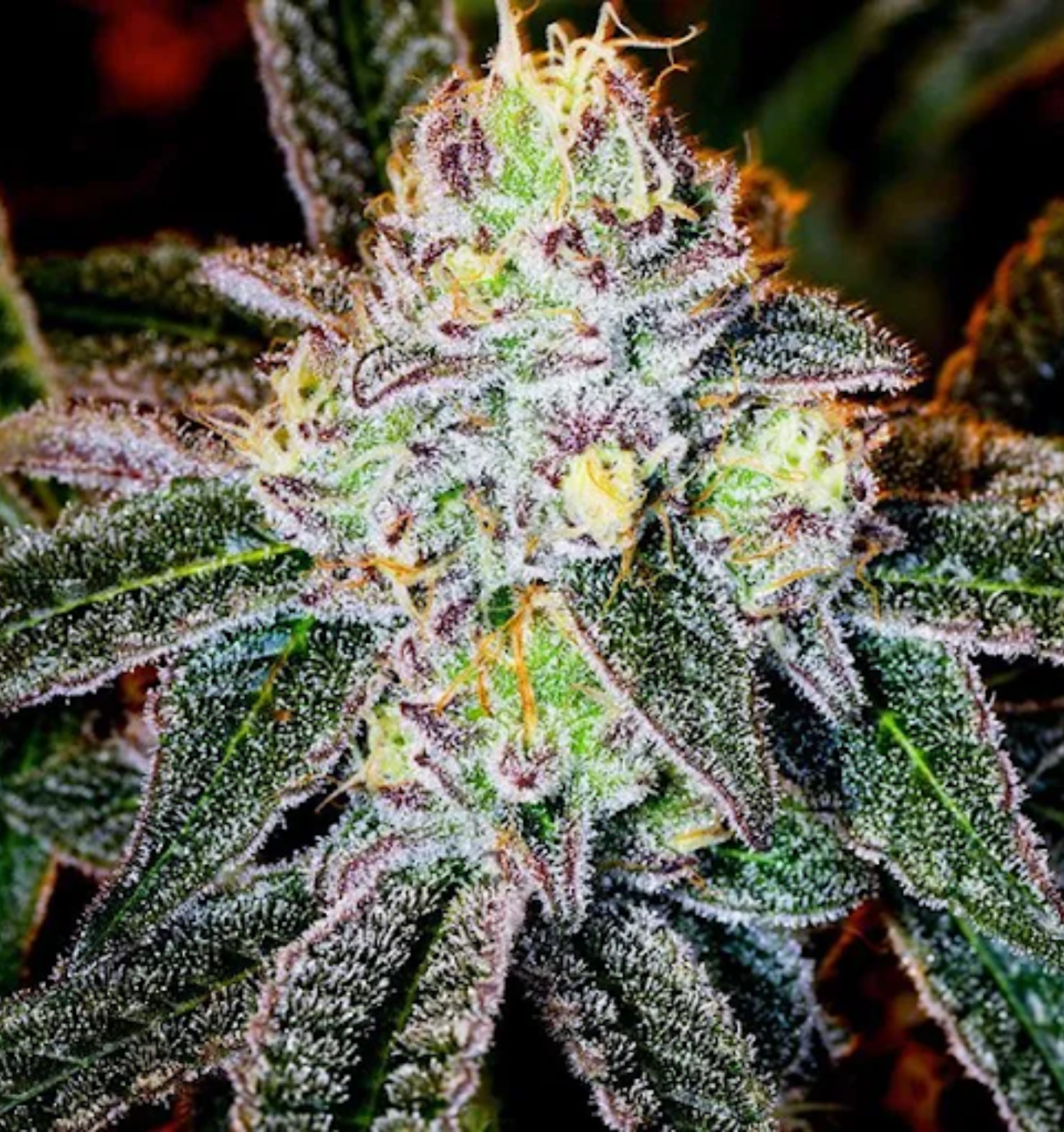 Dosi Cake Strain Information & Review | Homegrown Cannabis Co.