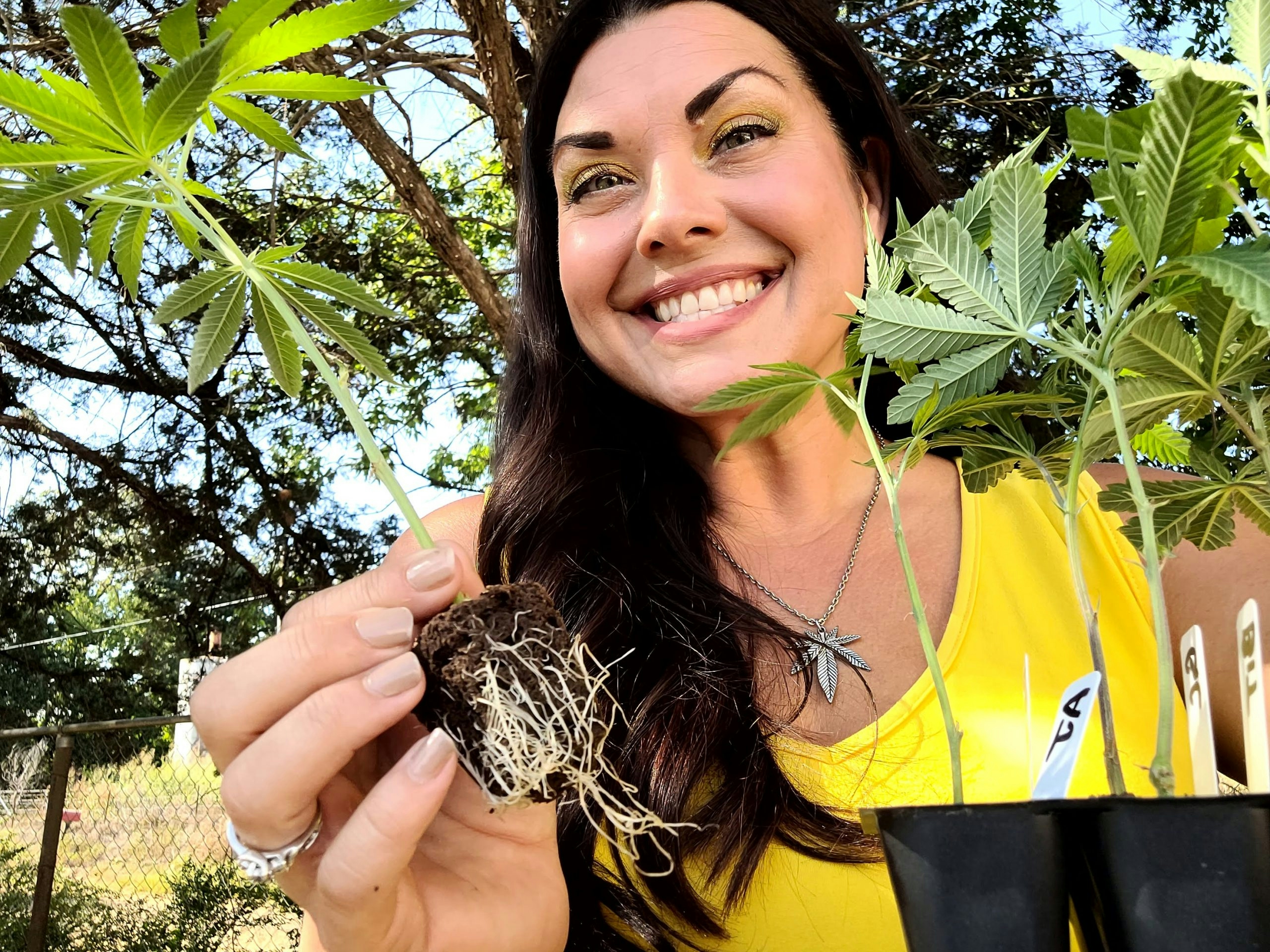 Marijuana Clones Online Offers Rare And Exclusive Genetics For All Growers