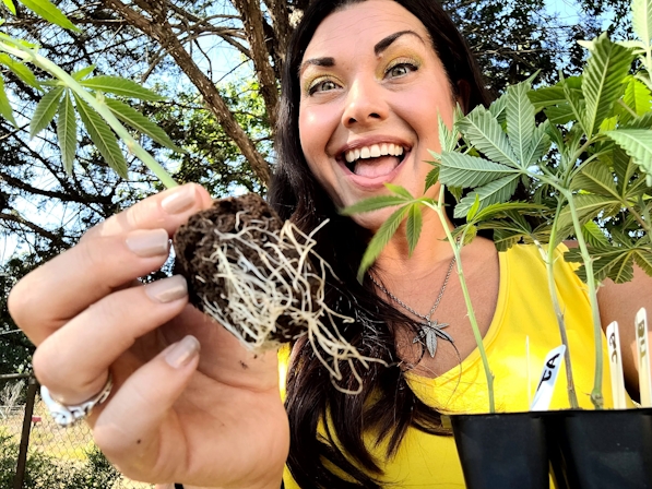 Marijuana Clones Online Offers Rare And Exclusive Genetics For All Growers