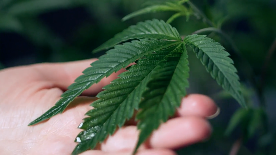 OG Seeds Is Your First Stop For Designer Genetics & Seeds