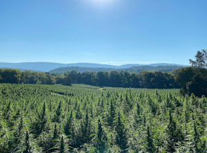 Meet Your New Cannabis Dealer: 25 Hour Farms