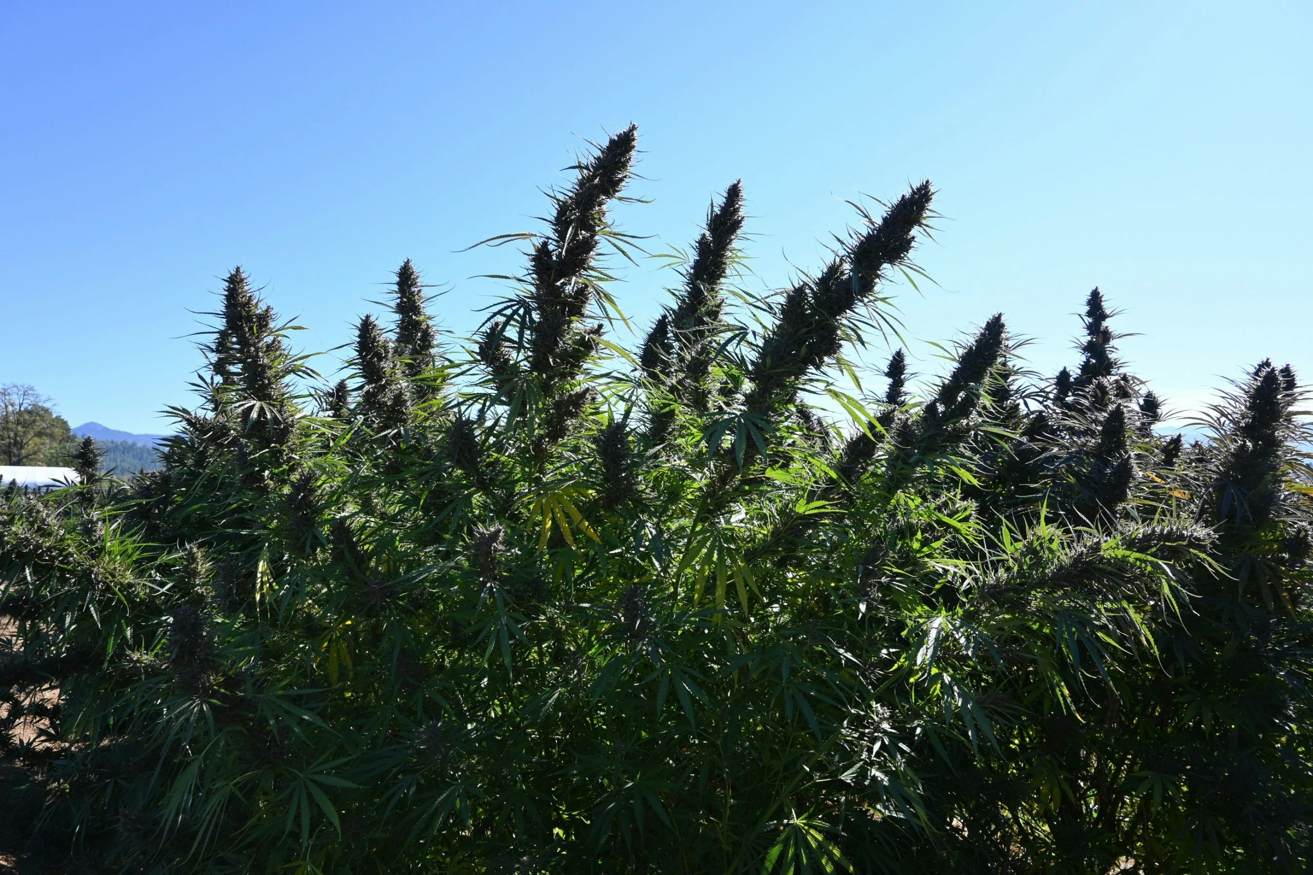 Behind The Brand: Rogue Shop Is A Family-Owned Hemp Company With A Story To Tell