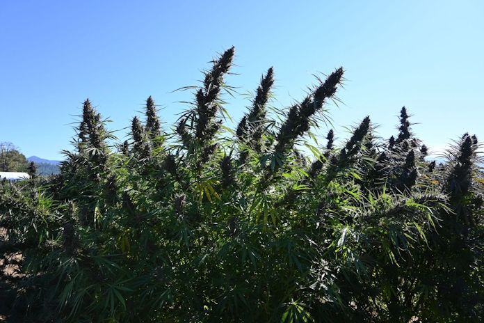 Behind The Brand: Rogue Shop Is A Family-Owned Hemp Company With A Story To Tell