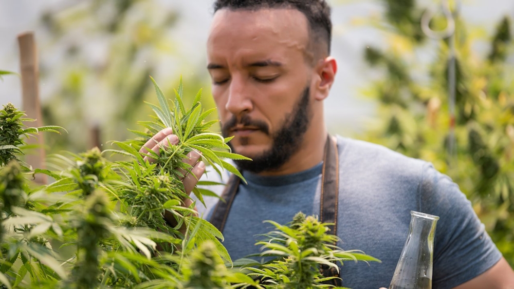 10 Plants That Smell Like Weed