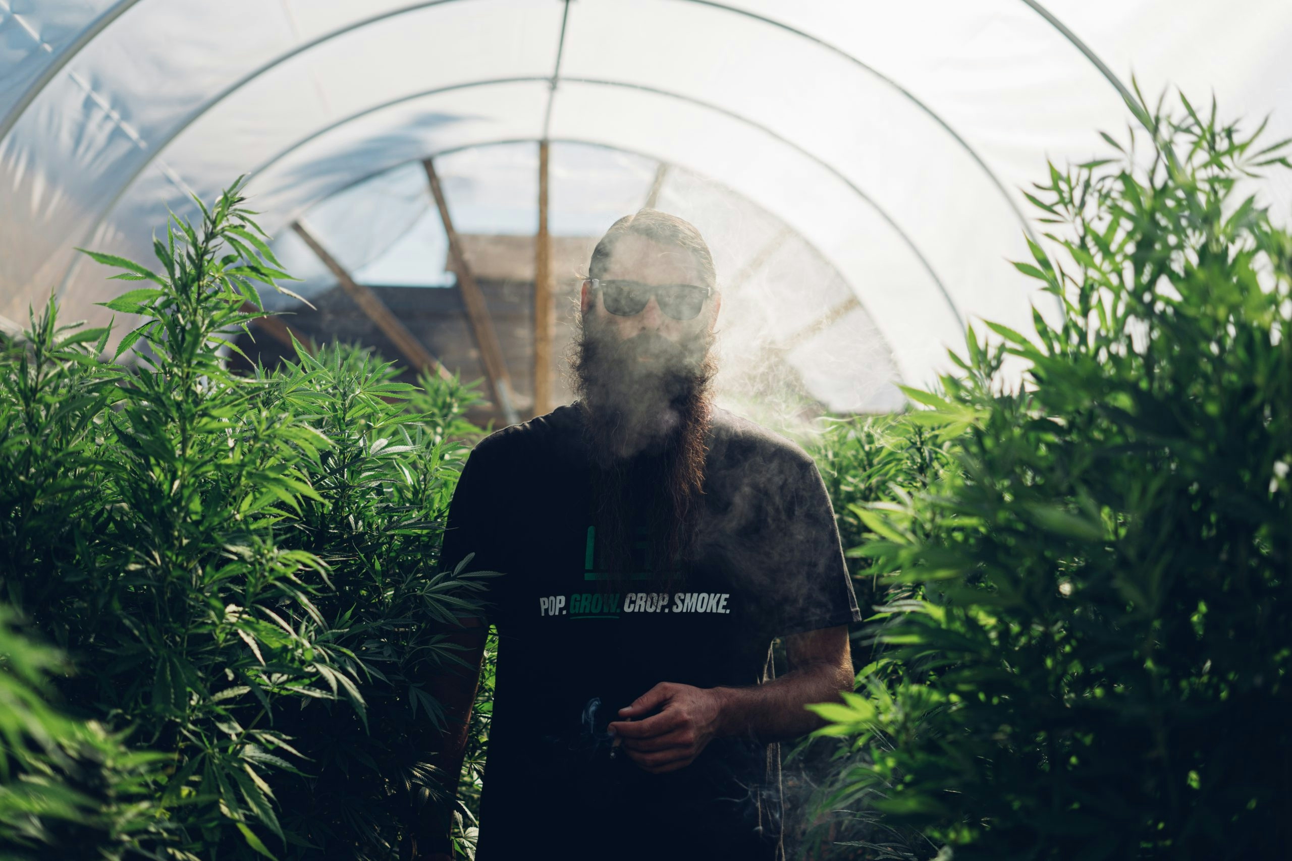 Grow Like A Pro: Master These 5 Techniques For Growing Cannabis Seeds