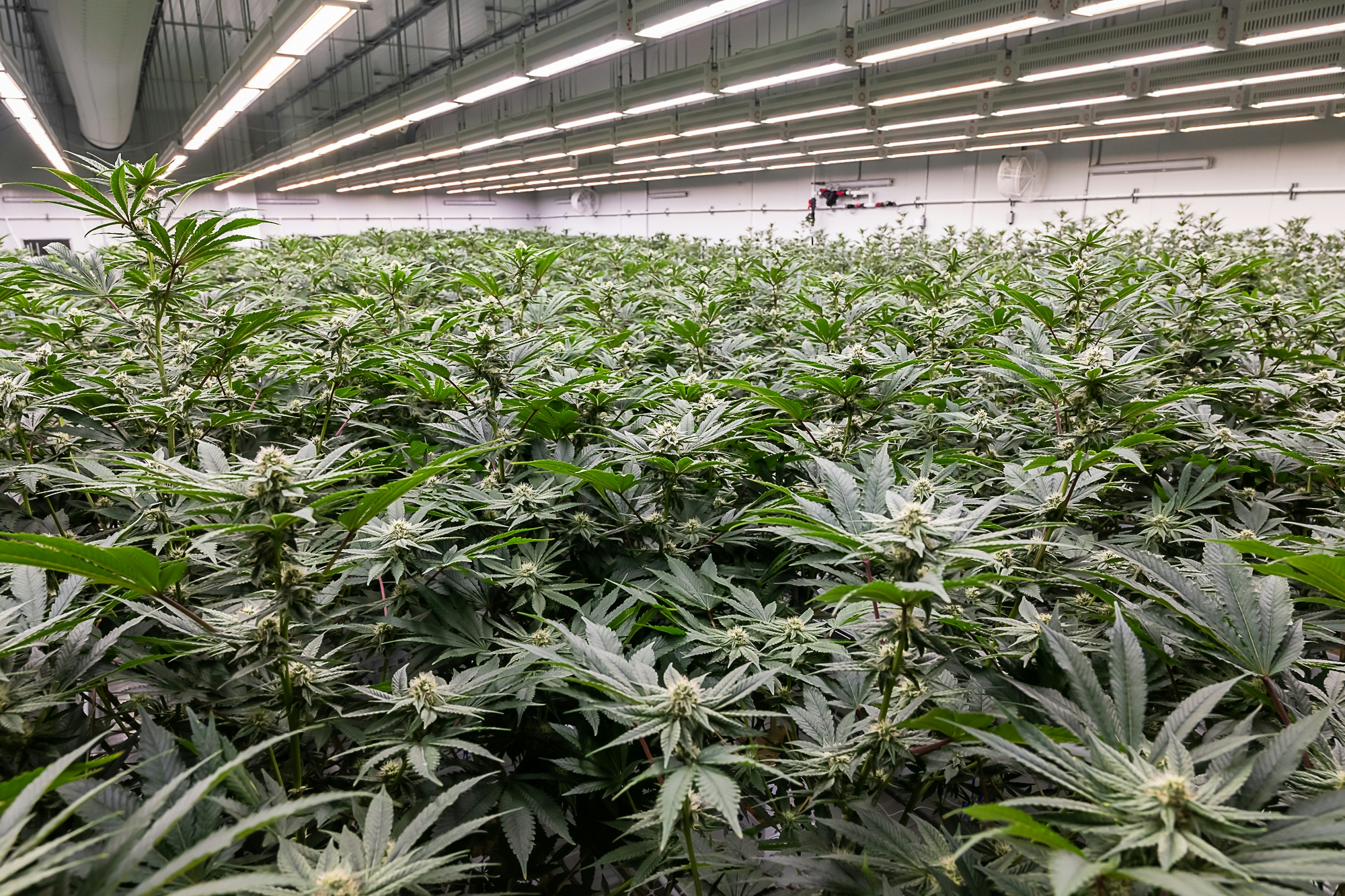 Lion Order: Free The Herb