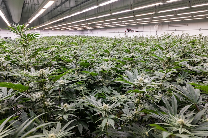 Lion Order: Free The Herb